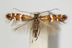 Phyllonorycter medicaginella
