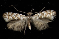 Triberta helianthemella