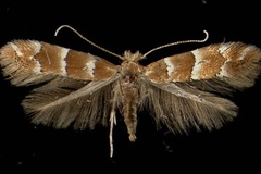 Phyllonorycter tristrigella
