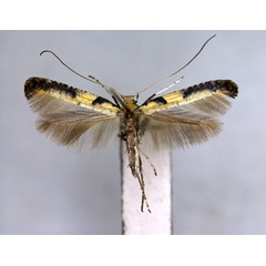 /filer/webapps/moths_gc/media/images/M/mongolicae_Caloptilia_PT_2_EIHU.jpg