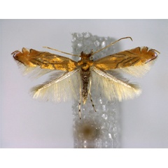 /filer/webapps/moths_gc/media/images/T/trojana_Phyllonorycter_PT_EIHU.jpg