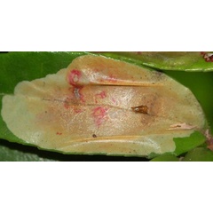 /filer/webapps/moths_gc/media/images/G/gaultheriella_Cameraria_pupa_Eiseman_2025_1866.jpg