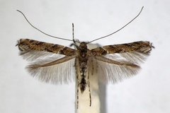 Acrocercops brongniardella