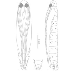 /filer/webapps/moths_gc/media/images/A/aesculi_Caloptilia_lpupa_Liao-et-al_2019_596.jpg