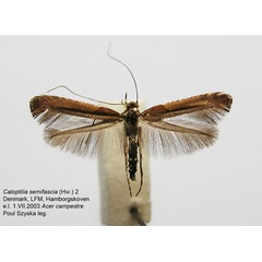 /filer/webapps/moths_gc/media/images/S/semifascia_Caloptilia_A_WJDP_02.jpg