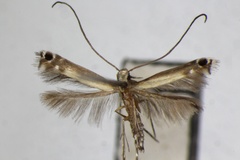 Melanocercops ficuvorella