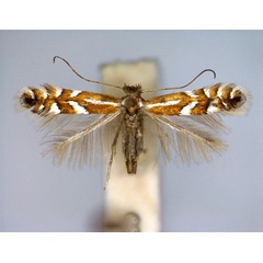 /filer/webapps/moths_gc/media/images/J/junoniella_Phyllonorycter_A_EIHU_2.jpg