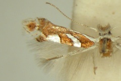 Phyllonorycter grewiella