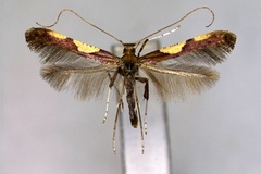 Caloptilia kisoensis