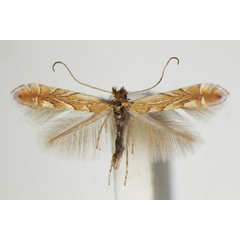 /filer/webapps/moths_gc/media/images/Q/quercifoliella_Phyllonorycter_A_ZSM.jpg