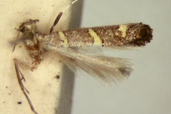 Ectropina citricula