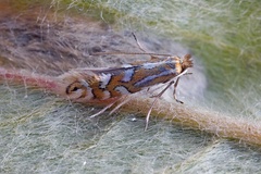 Phyllonorycter quinqueguttella