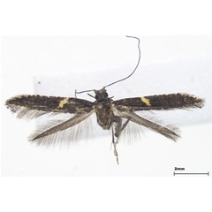 /filer/webapps/moths_gc/media/images/P/pyrrhaspis_Caloptilia_female_Lee-et-Jeun_2022.jpg