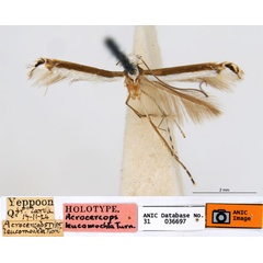 /filer/webapps/moths_gc/media/images/L/leucomochla_Acrocercops_HT_ANIC.jpg