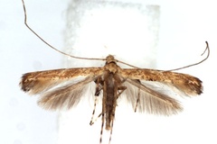 Acrocercops unistriata