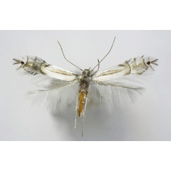 /filer/webapps/moths_gc/media/images/A/asiatica_Phyllocnistis_A2_Voith-etal_2023_16.jpg