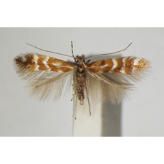 /filer/webapps/moths_gc/media/images/F/fraxinella_Phyllonorycter_A_ZSM_5.jpg