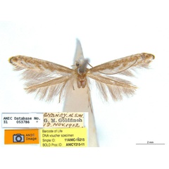 /filer/webapps/moths_gc/media/images/Z/zalosticha_Epicephala_PLT3_ANIC.jpg