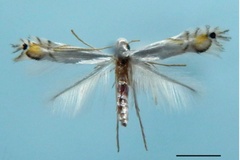 Phyllocnistis indistincta