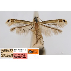 /filer/webapps/moths_gc/media/images/C/chalcea_Acrocercops_HT_ANIC.jpg