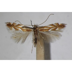 /filer/webapps/moths_gc/media/images/I/ilicifoliella_Phyllonorycter_A_ZSM_4.jpg