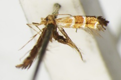 Phyllonorycter iriphanes