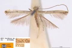 Caloptilia euxesta