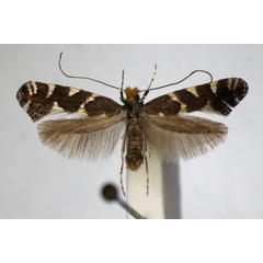 /filer/webapps/moths_gc/media/images/D/denticulella_Callisto_A_ZSM_2.jpg