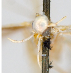 /filer/webapps/moths_gc/media/images/M/maculosa_Cuphodes_PLT5_head_31-087223_ANIC.jpg