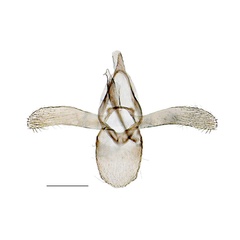 /filer/webapps/moths_gc/media/images/M/medicaginella_Phyllonorycter_GM_Kirichenko-et-al_2017_7.jpg