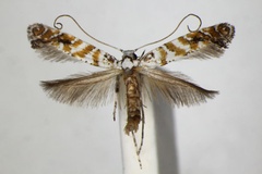 Gracillaria albicapitata