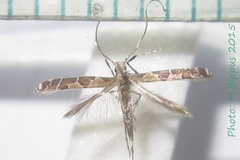 Dialectica anselmella