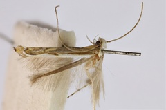 Acrocercops leuconota
