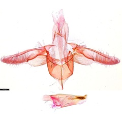 /filer/webapps/moths_gc/media/images/O/oxyloga_Diphtheroptila_GM_NULT025053.jpg