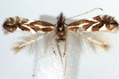 Phyllonorycter cerasicolella