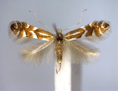 /filer/webapps/moths_gc/media/images/C/cavella_Phyllonorycter_A_EIHU.jpg