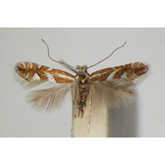 /filer/webapps/moths_gc/media/images/O/oxyacanthae_Phyllonorycter_A_ZSM_4.jpg