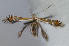 Phyllocnistis ourea