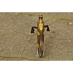 /filer/webapps/moths_gc/media/images/M/magnifica_Caloptilia_A_Deutsch_04.jpg