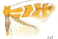 Cremastobombycia grindeliella