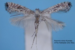Parornix minor