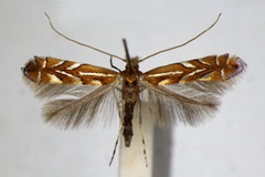 Phyllonorycter klimeschiella