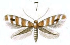 /filer/webapps/moths_gc/media/images/E/emberizaepennella_Elachista_HT_Duponchel_76-7.jpg