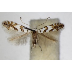 /filer/webapps/moths_gc/media/images/J/joannisi_platanoidella_Phyllonorycter_A_ZSM.jpg