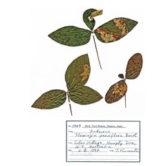 /filer/webapps/moths_gc/media/images/D/desmodiella_Liocrobyla_hostplant3_ANIC.jpg