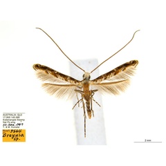 /filer/webapps/moths_gc/media/images/B/breynella_Diphtheroptila_PT4_ANIC.jpg