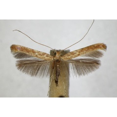 /filer/webapps/moths_gc/media/images/L/leucapennella_Povolnya_A_ZSM.jpg