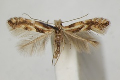Phyllonorycter cytisella