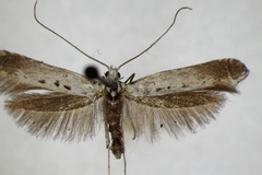 Ornixola caudulatella