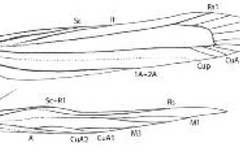 Caloptilia triadicae